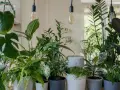 Un rincón lleno de vida, con plantas frondosas y luces cálidas. ¡Perfecto para **regar plantas en vacaciones** y soñar con un oasis verde!
