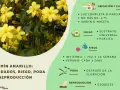 Un jazmín en maceta con flores amarillas, ideal para jardín o maceta, con consejos de cuidado.