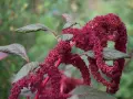 La planta amaranta exhibe racimos colgantes de flores rojas intensas y hojas verde oscuro.
