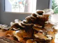 Hongos en madera por humedad, con capas blancas y anaranjadas que crecen en un tronco.