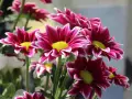 Ramos de plantas de exterior con flor todo el año, con pétalos magenta y bordes blancos, y centros amarillos vibrantes.