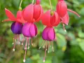 Flores de fucsia planta, con pétalos rojos y morados, cuelgan delicadamente.