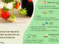 Planta de fresas en maceta con fresas rojas y verdes. Guía para su cultivo, riego y poda.