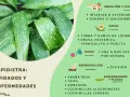 Aspidistra: cuidados y enfermedades. Hojas verdes con manchas blancas, consejos de ubicación, suelo, riego, reproducción y plagas.