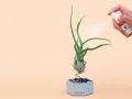 Pulverizando una tillandsia para sus cuidados. La planta aérea está en una maceta de cemento con piedras.