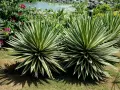 Dos ejemplares de distintos tipos de agave, con hojas verdes y bordes blancos, lucen majestuosos junto a un estanque y flores rosadas.