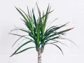Dracaena marginata con hojas verdes y bordes rojizos. Consejos para sus cuidados y mantenimiento.