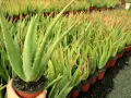 Un primer plano de una planta de aloe vera en maceta, con filas de plantas de aloe vera en el fondo. Los cuidados del aloe vera son sencillos.