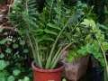 Planta de zamioculca en maceta marrón, con hojas verdes brillantes y tallos gruesos. Perfecta para interiores, sus cuidados son mínimos.