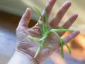 Una mano sostiene un pequeño brote de aloe vera, listo para reproducir.