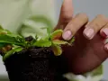 Mano con uñas rosas tocando delicadamente una planta carnívora, mostrando sus trampas. Cuidados de planta carnívora.