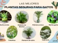 Plantas no tóxicas para gatos: planta araña, helecho de Boston, palmera areca, hierba gatera, calathea, palmera de salón y valeriana.
