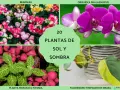 Begonias, orquídea, planta mosaico y filodendro son algunas de las plantas de exterior en maceta ideales para sol y sombra.