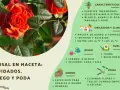 Rosal en maceta: cuidados, riego y poda. Consejos para mantener tus rosas sanas y hermosas.