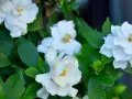 Gardenias blancas florecen, sus pétalos delicados y hojas verdes. Consejos de gardenia cuidados para un jardín radiante.