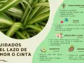 Planta cinta con hojas verdes y blancas, ideal para colgar. Purifica el aire y requiere cuidados específicos de riego, ubicación y sustrato.