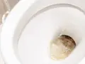 El fondo del inodoro muestra sarro y manchas. Aprende como limpiar el fondo del inodoro para dejarlo reluciente.