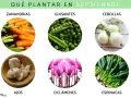 Ideas para que plantar en septiembre en maceta: zanahorias, guisantes, cebollas, ajos, ciclámenes y espinacas.