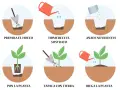 Pasos para saber cuándo trasplantar: prepara el hueco, humedece, añade nutrientes, pon la planta, tápala y riega.