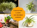 Cuatro imágenes de plantas de interior, incluyendo una planta de araña en una taza de té, ideales como plantas para el baño que absorben humedad.