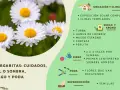 Primer plano de una margarita flor blanca con centro amarillo, rodeada de otras flores y hierba. La imagen incluye consejos de cuidado para margaritas.