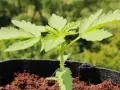 Joven canna planta en maceta, con hojas verdes y tallo delgado, lista para crecer bajo el sol.