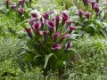 Un grupo de elegantes **plantas cala** de color burdeos profundo florecen entre follaje verde exuberante y otras plantas pequeñas.