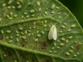 Una mosca blanca adulta y muchas ninfas cubren una hoja verde, indicando una infestación en las plantas.