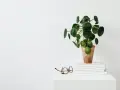 Una planta del dinero china, con hojas redondas y verdes, reposa en una maceta de terracota sobre libros. Unas gafas descansan cerca.