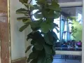 Ficus lyrata con hojas grandes y verdes, ideal para interiores. Sus cuidados son sencillos, necesita luz indirecta y riego moderado.