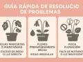 Guía de problemas de plantas: hojas marchitas, flores secas y poca floración. Si tu ciclamen tiene hojas amarillas, puede ser por falta de nutrientes o luz.
