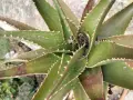 Planta de aloe vera con hojas verdes y espinosas, mostrando algunas manchas marrones que podrían indicar enfermedades.