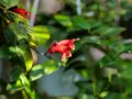 Flor roja de Aeschynanthus, ideal para quienes buscan consejos sobre aeschynanthus cuidados.