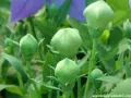 Capullos verdes de platycodon grandiflorus listos para florecer, con pétalos morados desenfocados al fondo.
