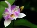 Una orquídea púrpura y blanca, con delicados puntos, se abre majestuosamente. Es un momento especial cuando florecen las orquídeas.