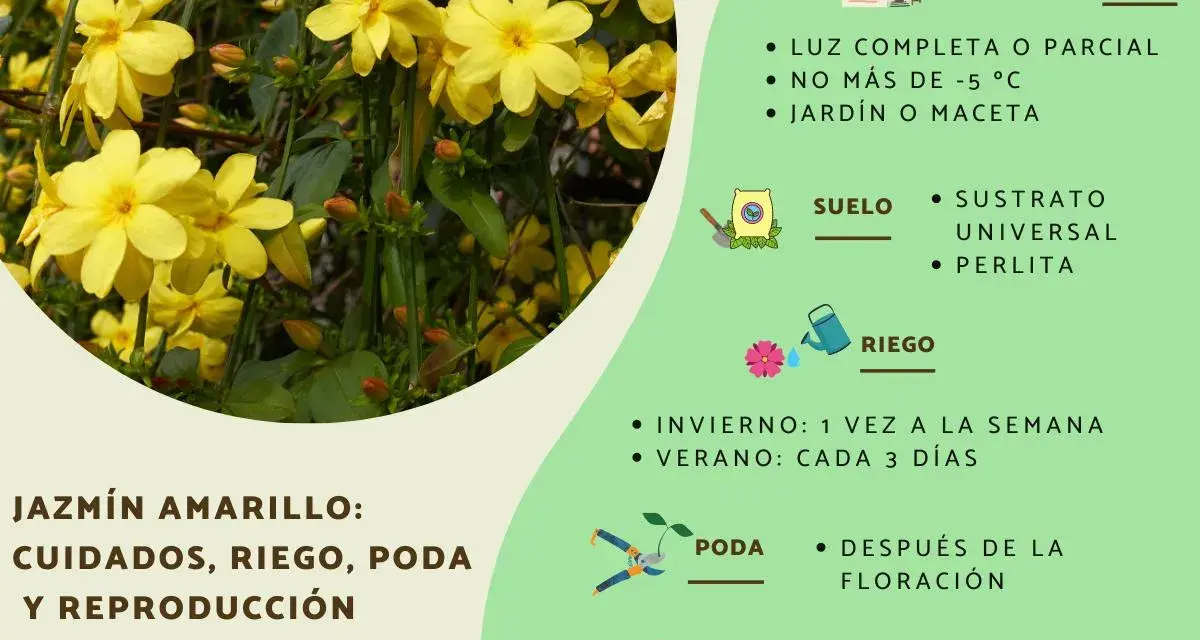 Un jazmín en maceta con flores amarillas, ideal para jardín o maceta, con consejos de cuidado.