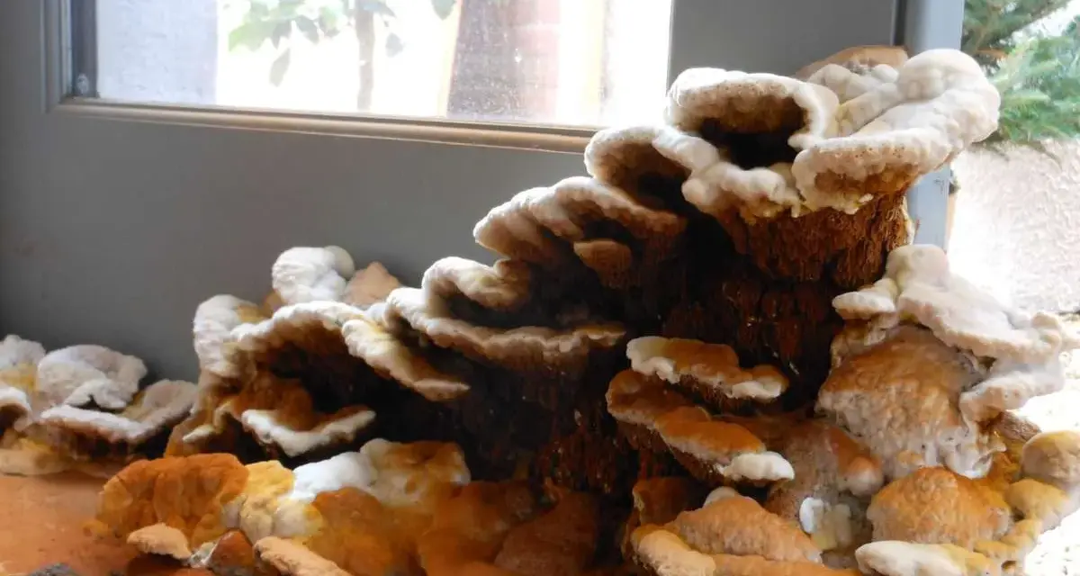 Hongos en madera por humedad, con capas blancas y anaranjadas que crecen en un tronco.