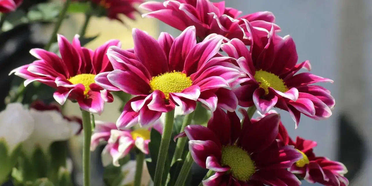 Ramos de plantas de exterior con flor todo el año, con pétalos magenta y bordes blancos, y centros amarillos vibrantes.
