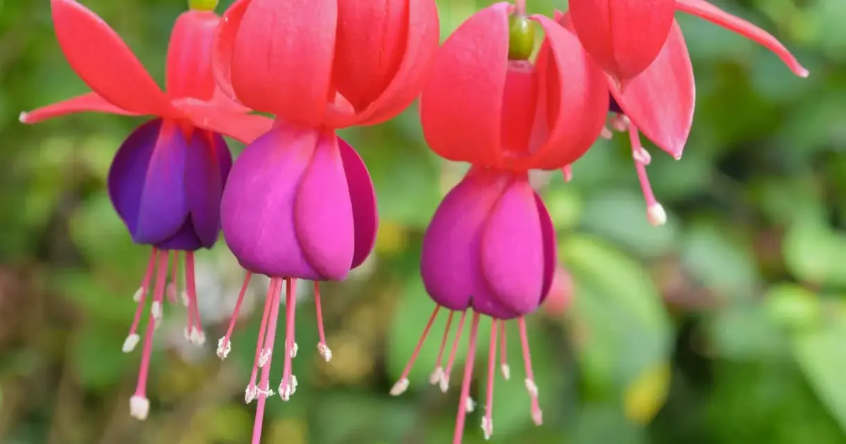Flores de fucsia planta, con pétalos rojos y morados, cuelgan delicadamente.