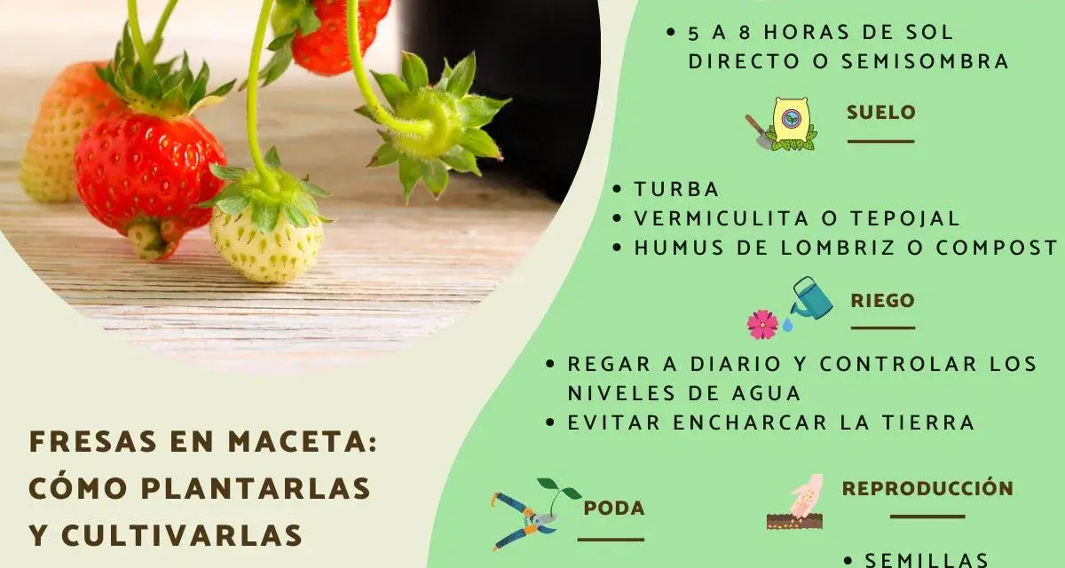 Planta de fresas en maceta con fresas rojas y verdes. Guía para su cultivo, riego y poda.