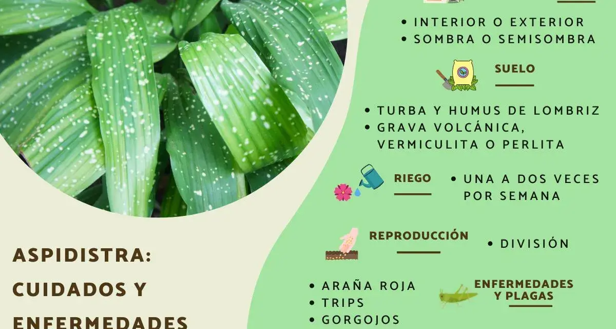 Aspidistra: cuidados y enfermedades. Hojas verdes con manchas blancas, consejos de ubicación, suelo, riego, reproducción y plagas.
