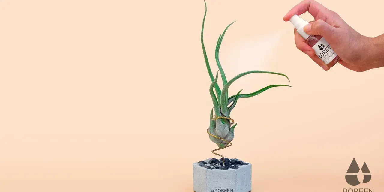 Pulverizando una tillandsia para sus cuidados. La planta aérea está en una maceta de cemento con piedras.