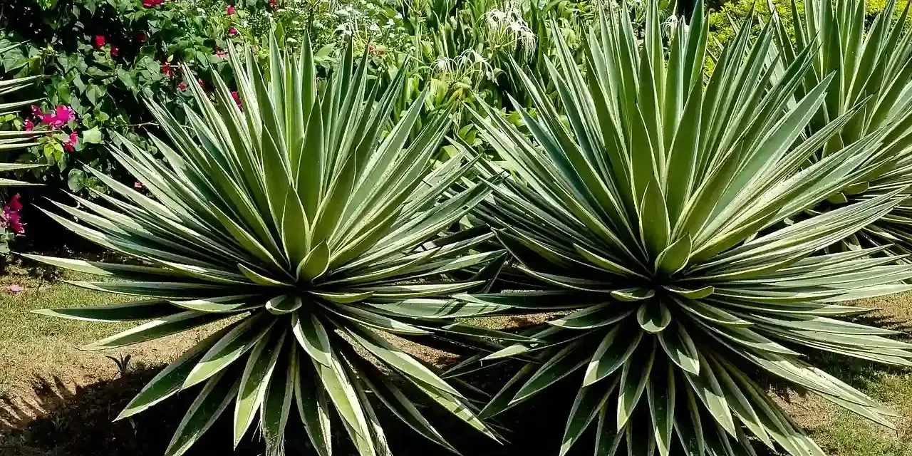 Dos ejemplares de distintos tipos de agave, con hojas verdes y bordes blancos, lucen majestuosos junto a un estanque y flores rosadas.