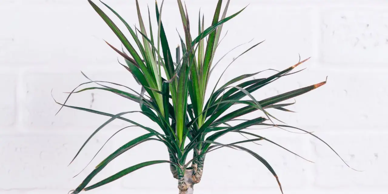 Dracaena marginata con hojas verdes y bordes rojizos. Consejos para sus cuidados y mantenimiento.