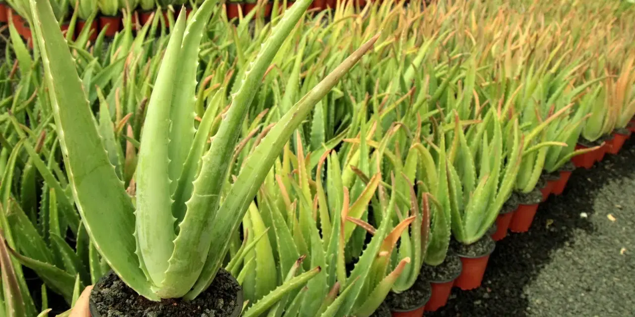 Un primer plano de una planta de aloe vera en maceta, con filas de plantas de aloe vera en el fondo. Los cuidados del aloe vera son sencillos.