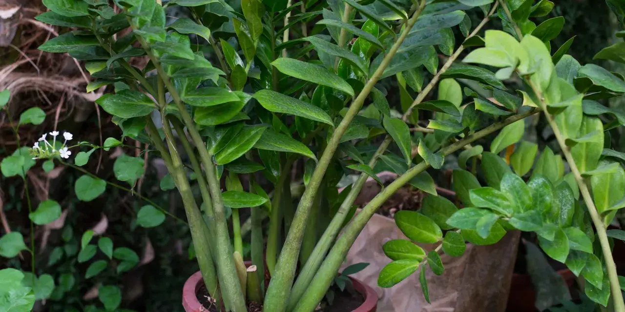 Planta de zamioculca en maceta marrón, con hojas verdes brillantes y tallos gruesos. Perfecta para interiores, sus cuidados son mínimos.