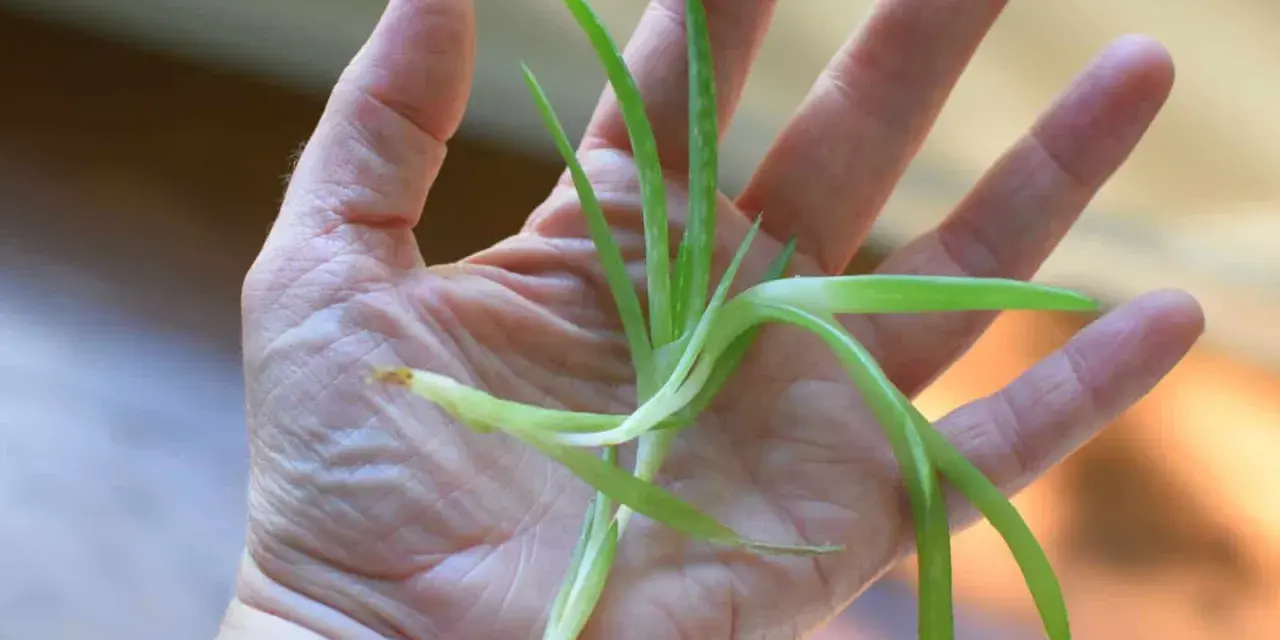 Una mano sostiene un pequeño brote de aloe vera, listo para reproducir.