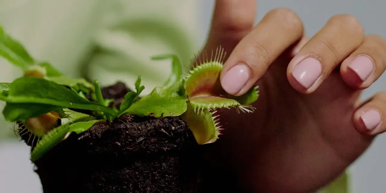 Mano con uñas rosas tocando delicadamente una planta carnívora, mostrando sus trampas. Cuidados de planta carnívora.