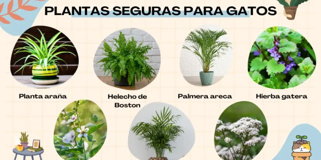 Plantas no tóxicas para gatos: planta araña, helecho de Boston, palmera areca, hierba gatera, calathea, palmera de salón y valeriana.