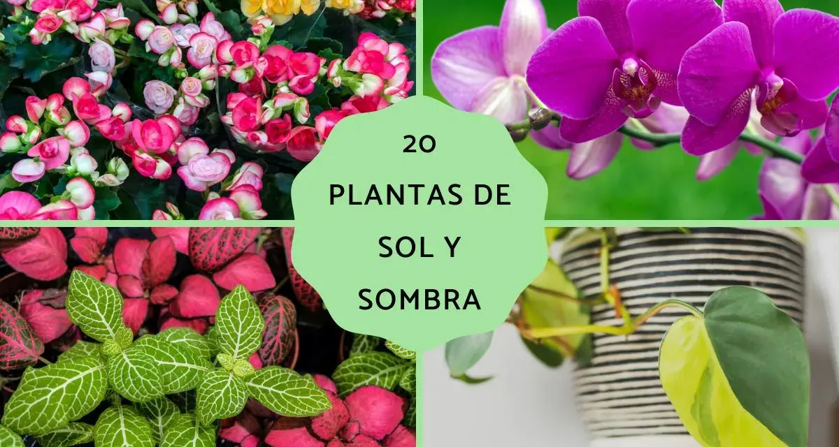 Begonias, orquídea, planta mosaico y filodendro son algunas de las plantas de exterior en maceta ideales para sol y sombra.